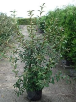 Sneeuwbal (Viburnum Bodnantense 'Charles Lamont') 14 Sneeuwbal (Viburnum Bodnantense 'Charles Lamont') -Groene Wereld 20120213100726 4