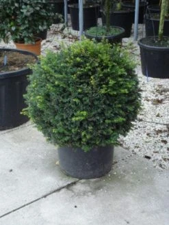 Taxusbol (Taxus Baccata) -Groene Wereld 20120213101948 16 1