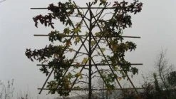 Amberboom Als Leiboom (Liquidambar Styraciflua) -Groene Wereld 20120213103423 7