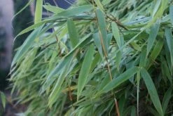 Niet Woekerende Bamboe (Fargesia Murieliae 'Bimbo') 19 Niet Woekerende Bamboe (Fargesia Murieliae 'Bimbo') -Groene Wereld 20120213125441 4