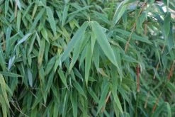 Niet Woekerende Bamboe (Fargesia Murieliae 'Simba') 19 Niet Woekerende Bamboe (Fargesia Murieliae 'Simba') -Groene Wereld 20120213125522 6 1