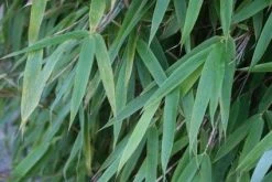 Niet Woekerende Bamboe (Fargesia 'Great Wall') -Groene Wereld 20120213125547 7 1