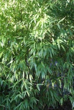 Niet Woekerende Bamboe (Fargesia 'Great Wall') 10 Niet Woekerende Bamboe (Fargesia 'Great Wall') -Groene Wereld 20120213125631 7