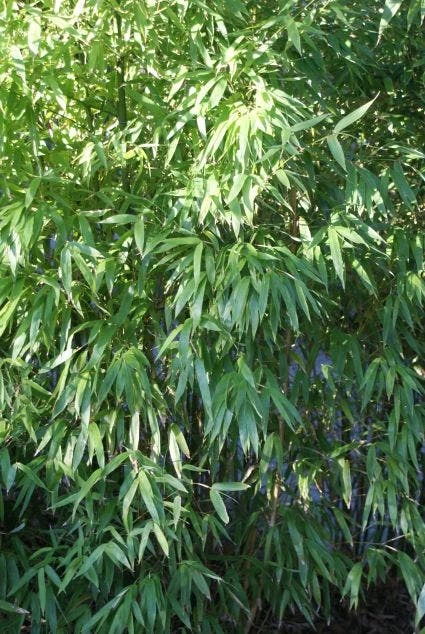 Niet Woekerende Bamboe (Fargesia 'Great Wall') 5 Niet Woekerende Bamboe (Fargesia 'Great Wall') - Afbeelding 3