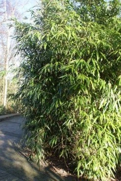 Bamboe (Phyllostachys Aurea) -Groene Wereld 20120213125900 13