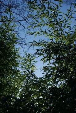 Bamboe (Phyllostachys Aurea) -Groene Wereld 20120213125929 13