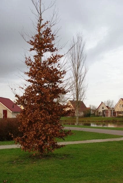 Beukenboom (Fagus Sylvatica) 10 Beukenboom (Fagus Sylvatica) - Afbeelding 8