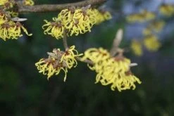 Toverhazelaar (Hamamelis Intermedia 'Arnold Promise') 13 Toverhazelaar (Hamamelis Intermedia 'Arnold Promise') -Groene Wereld 20120213132348 6