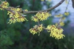 Toverhazelaar (Hamamelis Intermedia 'Arnold Promise') -Groene Wereld 20120213132408 6 1