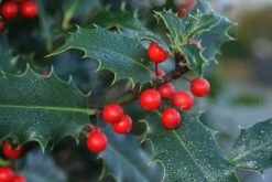 Gewone Hulst (Ilex Aquifolium) -Groene Wereld 20120213133540 12
