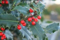 Gewone Hulst (Ilex Aquifolium) -Groene Wereld 20120213133607 12
