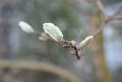 Stermagnolia (Magnolia Stellata) -Groene Wereld 20120213142036 13 1