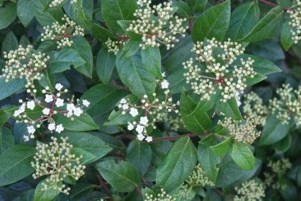 Groenblijvende Sneeuwbal (Viburnum Tinus 'Eve Price') 7 Groenblijvende Sneeuwbal (Viburnum Tinus 'Eve Price') - Afbeelding 5