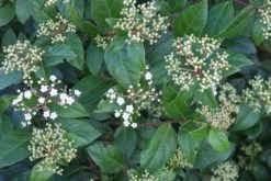 Groenblijvende Sneeuwbal (Viburnum Tinus 'Eve Price') 20 Groenblijvende Sneeuwbal (Viburnum Tinus 'Eve Price') -Groene Wereld 20120213144628 50 10