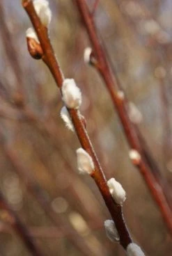 Treurwilg Op Stam (Salix Caprea 'Kilmarnock') -Groene Wereld 20120213144757 6