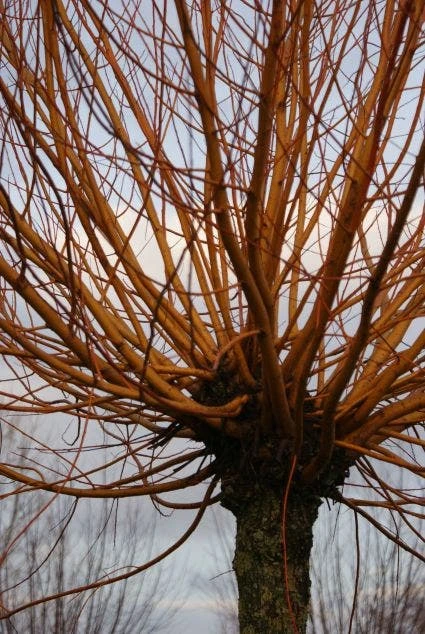 Knotwilg (Salix Alba 'Chermesina') 4 Knotwilg (Salix Alba 'Chermesina') - Afbeelding 2