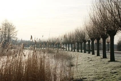 Knotwilg (Salix Alba) 10 Knotwilg (Salix Alba) - Afbeelding 8