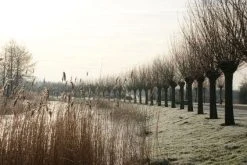 Knotwilg (Salix Alba) 19 Knotwilg (Salix Alba) -Groene Wereld 20120213152215 13