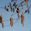Hartbladige Els (Alnus Cordata) -Groene Wereld 20120213152410 10