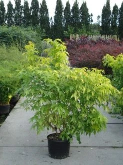 Vlier (Sambucus Racemosa 'Plumosa Aurea') -Groene Wereld 20120213154139 15 3