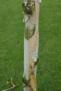 Witte Berk (Betula Utilis 'Doorenbos') -Groene Wereld 20120213154705 14