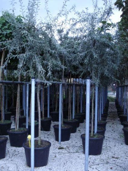 Treursierpeer (Pyrus Salicifolia 'Pendula') 3 Treursierpeer (Pyrus Salicifolia 'Pendula')