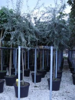 Treursierpeer (Pyrus Salicifolia 'Pendula')