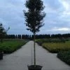 Portugese Laurier Als Boom (Prunus Lusitanica 'Angustifolia') -Groene Wereld 20120213160658 7