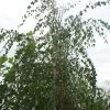 Treurberk (Betula Pendula 'Tristis') -Groene Wereld 20120213161419 12 2