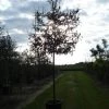 Laurier Als Leiboom (Prunus Laurocerasus 'Caucasica') -Groene Wereld 20120213161425 6 2