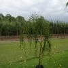 Prieelberk (Betula Pendula 'Youngii') -Groene Wereld 20120213161534 14