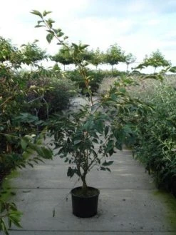 Japanse Sierkers (Prunus Sargentii) -Groene Wereld 20120213161754 3