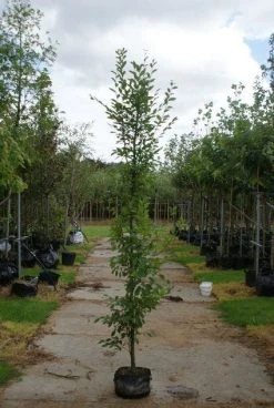 Haagbeuk Als Boom (Carpinus Betulus 'Fastigiata') -Groene Wereld 20120213162014 25 1