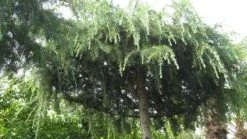 Ceder Als Dakboom (Cedrus Deodara 'Pendula') -Groene Wereld 20120213162209 3 2