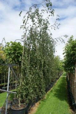 Treurbeuk (Fagus Sylvatica 'Pendula')