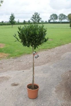 Echte Laurier Op Stam (Laurus Nobilis) -Groene Wereld 20120213163018 4