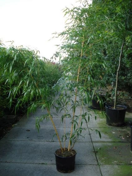 Bamboe (Phyllostachys Vivax 'Aureocaulis') 4 Bamboe (Phyllostachys Vivax 'Aureocaulis') - Afbeelding 2