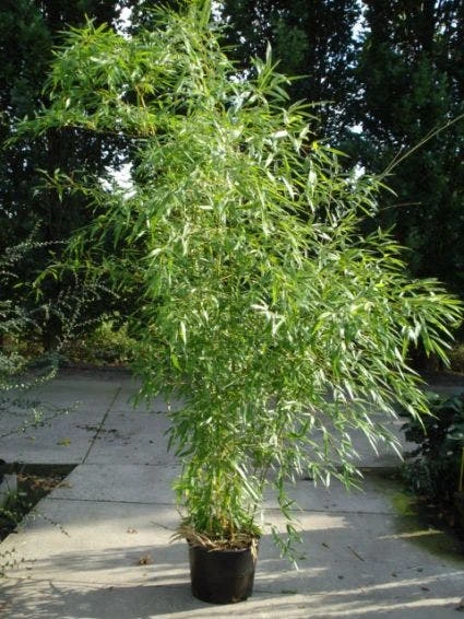 Bamboe (Phyllostachys Aureosulcata 'Spectabilis') 4 Bamboe (Phyllostachys Aureosulcata 'Spectabilis') - Afbeelding 2
