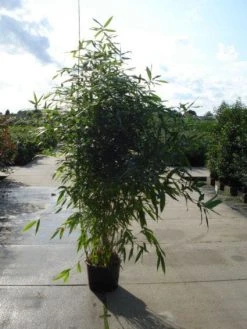 Bamboe (Phyllostachys Aurea) -Groene Wereld 20120213164824 13