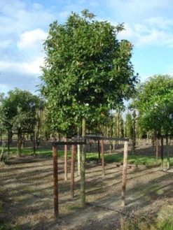 Glansmispel Als Boom (Photinia Fraseri 'Red Robin') -Groene Wereld 20120214125941 9 1