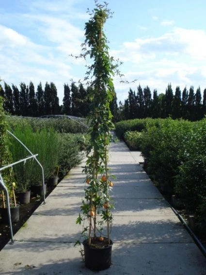 Passiebloem (Passiflora Caerulea) 8 Passiebloem (Passiflora Caerulea) - Afbeelding 6