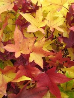 Amberboom Als Dakboom (Liquidambar Styraciflua) 7 Amberboom Als Dakboom (Liquidambar Styraciflua) -Groene Wereld 20120214132704 4