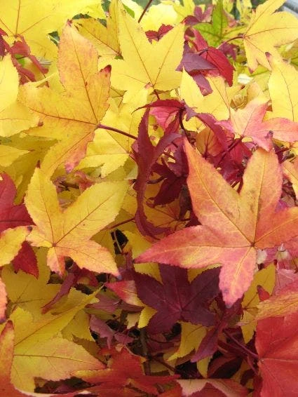 Amberboom Als Dakboom (Liquidambar Styraciflua) 4 Amberboom Als Dakboom (Liquidambar Styraciflua) - Afbeelding 2