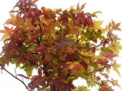 Amberboom (Liquidambar 'Gum Ball') -Groene Wereld 20120214132928 10