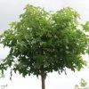 Amberboom (Liquidambar 'Gum Ball') 2 Amberboom (Liquidambar 'Gum Ball') -Groene Wereld 20120214133029 10