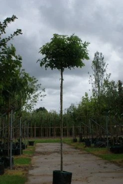 Amberboom (Liquidambar 'Gum Ball') -Groene Wereld 20120214133049 10