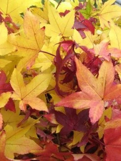 Amberboom (Liquidambar Styraciflua) -Groene Wereld 20120214133327 20