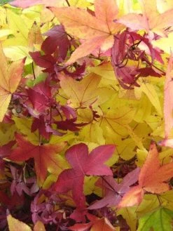 Amberboom (Liquidambar Styraciflua) -Groene Wereld 20120214133347 20