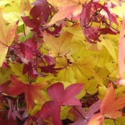 Amberboom (Liquidambar Styraciflua 'Worplesdon') 9 Amberboom (Liquidambar Styraciflua 'Worplesdon') -Groene Wereld 20120214133347 20 1