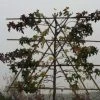 Amberboom Als Leiboom (Liquidambar Styraciflua 'Worplesdon') -Groene Wereld 20120214133453 6